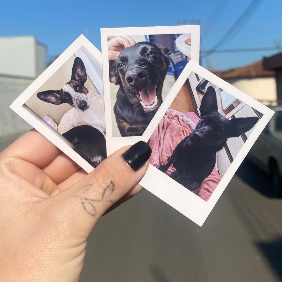 Três mini polaroids de cachorros seguradas na mão